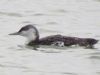 Red-throated Diver at Canvey Point (Terry Blackwell) (45489 bytes)